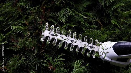 Close-up of man trims thuja hedge with cordless garden saw for trimming hedges with long handle. High quality 4k footage