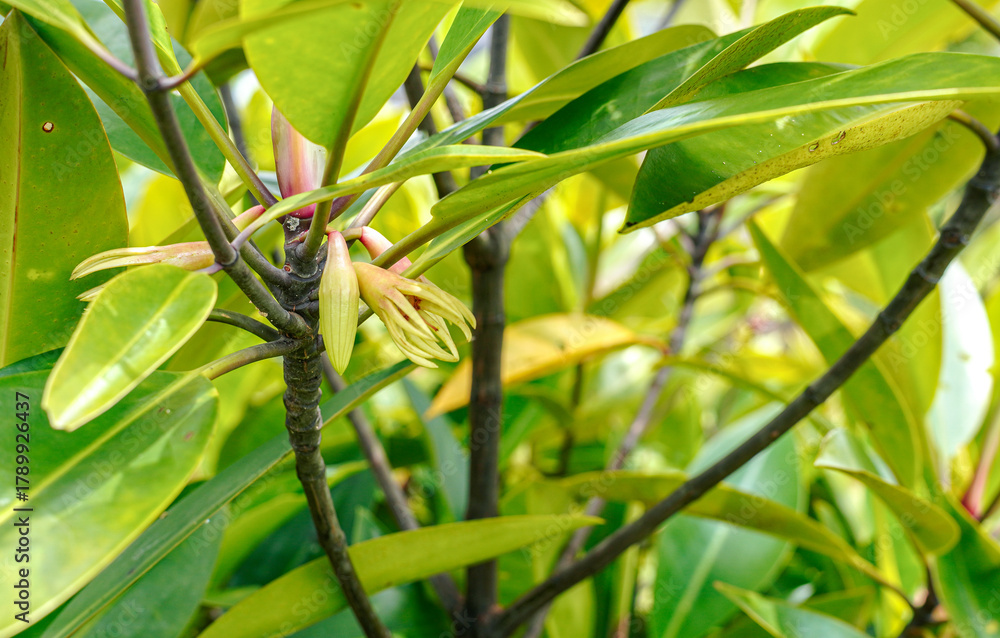 Fototapeta premium Mangrove genus Rhizophora flowers hanging from lush and leafy tree branches
