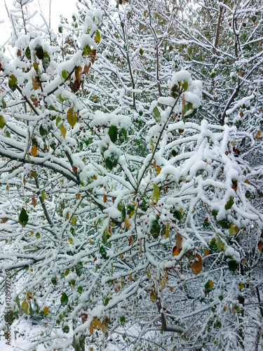 Tree branches with autumn leaves in the snow.