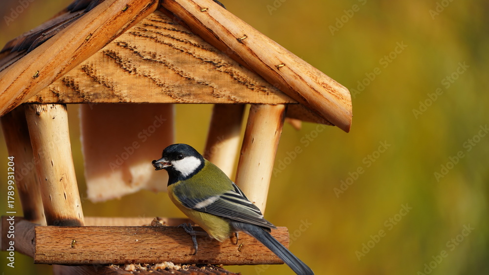 Naklejka premium Great Tit (Parus major) Feeding in a Wooden Bird Feeder Against a Blurry Autumn Background