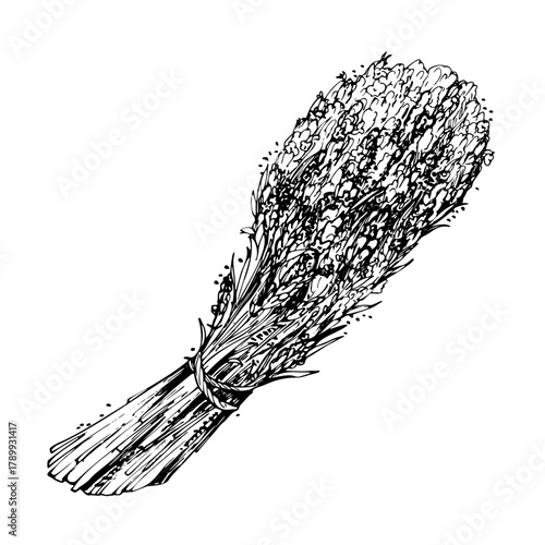 Flower bundle bouquet of lavender lavandula, sketch hand drawn in vector ink. French Provence rustic style, cosmetics spa aromatherapy. Single object isolated botanical illustration. Valentine card