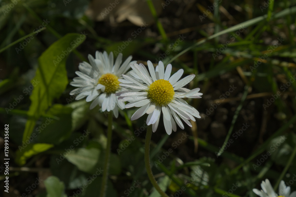 Fototapeta premium two daisy macro