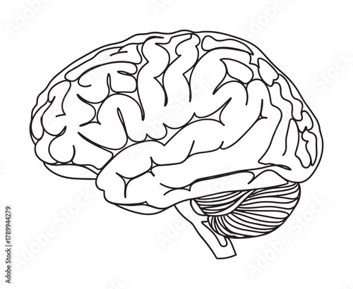 A simple black outline of the human brain isolated on a white background. Schematic anatomical drawing for concepts of medicine, science, psychology, and intelligence