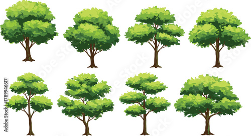 Deciduous trees illustration set with varied shapes and foliage, educational and decorative artwork for nature design, landscape, and environmental projects