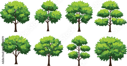 Deciduous trees, leafy canopies, green foliage, rounded crowns, dense branches, ornamental plants, seasonal forest, natural greenery, landscape design, botanical illustration
