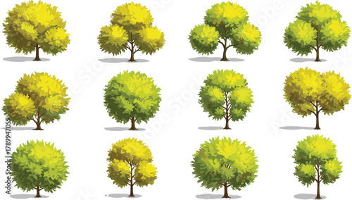 Deciduous trees, green foliage, yellow leaves, seasonal canopy, rounded crowns, dense greenery, ornamental plants, natural forest, landscape design, botanical illustration