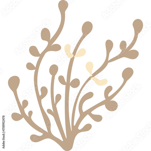 Delicate Beige And Cream Colored Botanical Sprigs With Rounded Buds On Transparent Background