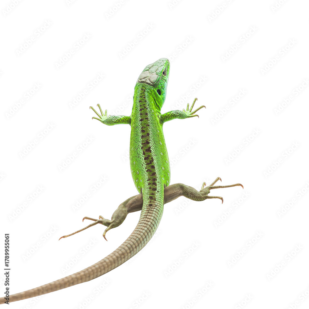 Naklejka premium Detailed top down view of a vibrant green lizard with intricate black markings and a long tail isolated on a transparent background its claws extended and body stretched out in a dynamic pose against