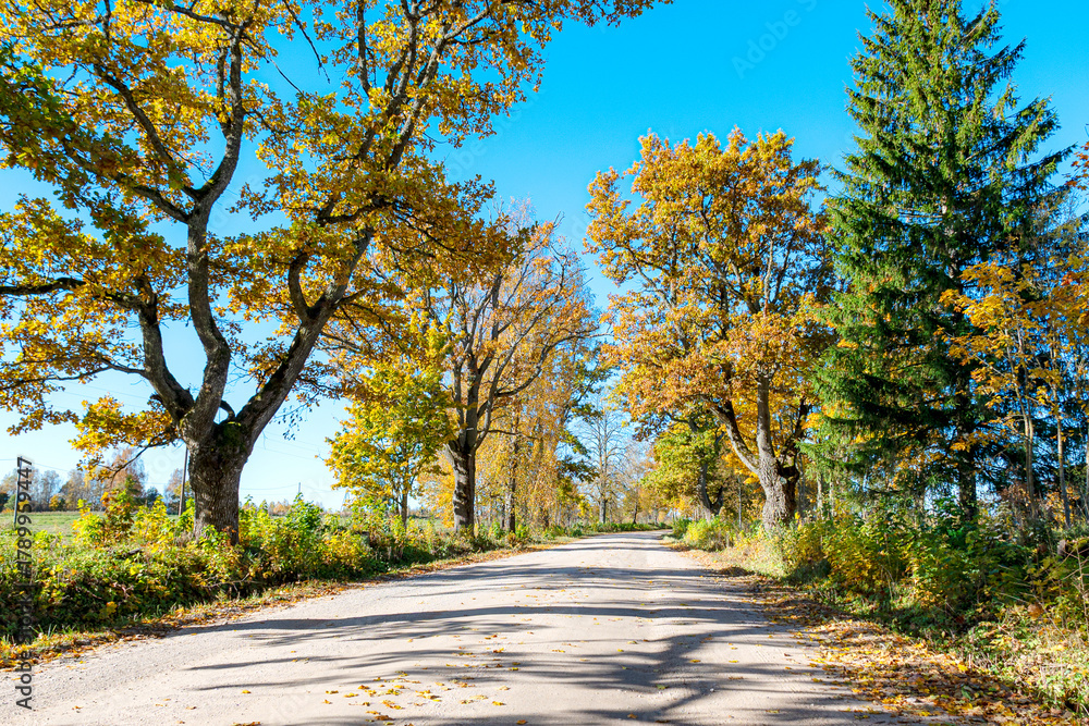 Obraz premium colorful autumn landscape with a road and an old tree alley, autumn nature, sunlit trees on an autumn day
