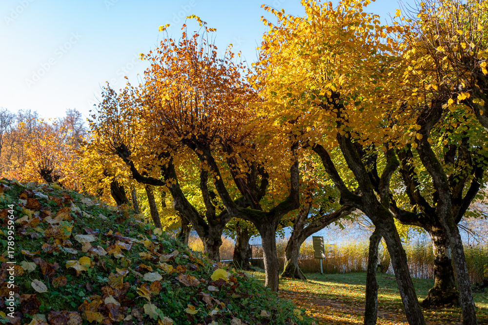 Fototapeta premium Linden trees in autumn, autumn idyll, linden alley with colorful leaves, old linden alley in the park on an autumn day, the ground covered with yellow fallen tree leaves
