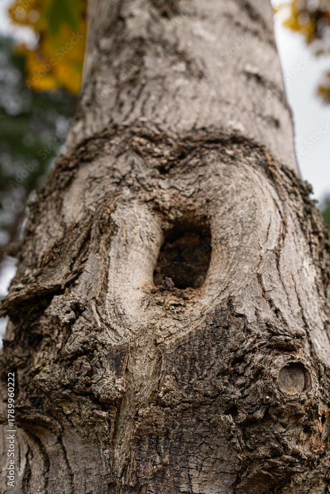 Obraz premium Tree trunk close-up with natural hollow and textured bark