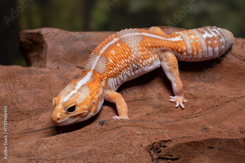A close-up of an albino tangerine African fat-tailed gecko (Hemitheconyx caudicinctus). This morph shows a bright orange and white coloration with a thick striped tail.