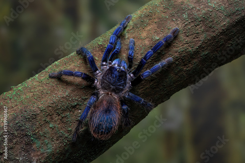 Brazilian blue tarantula (Pterinopelma sazimai) on a tree branch. This species is known for its striking metallic blue coloration and is considered one of the most beautiful tarantulas in the world.