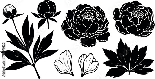 Black silhouette peony flower vector set with leaves petals and buds for design and decoration
