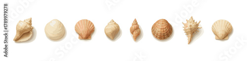 Sea shell icon set. Beach element vector set. Sea shell collection with various shapes and textures for summer, travel, and marine design.