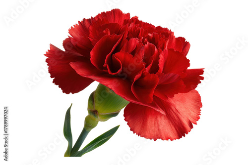 Fresh Red Carnation Bloom for Floral Decoration
