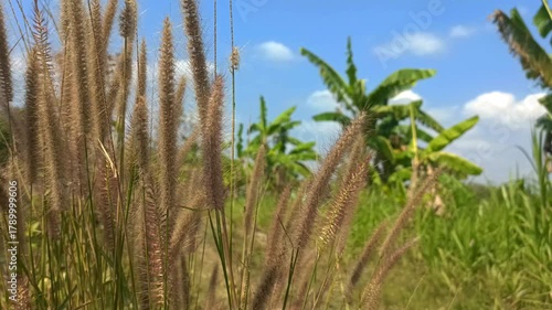 Foxtail grass in the forest on a sunny summer day. The plants sway in the gentle breeze. Beautiful natural background in summer. Selective focus.