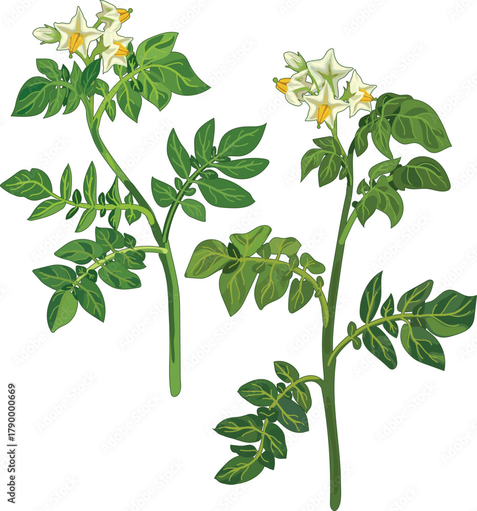 Fototapeta premium Flowering potato plant isolated on white background