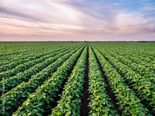 Green soybean plants growing in rows on farm field
