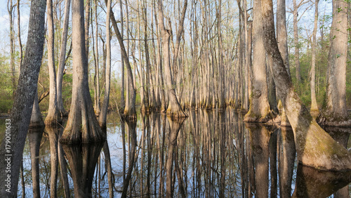 Serene view of the submerged bald cypress trees, showing slender trunks rising from reflective still water in a Southern USA Swamp Forest, Mississippi, USA