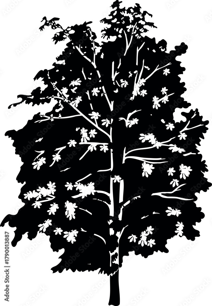 Obraz premium Black silhouette of horse chestnut with big crown for landscape design isolated on white background