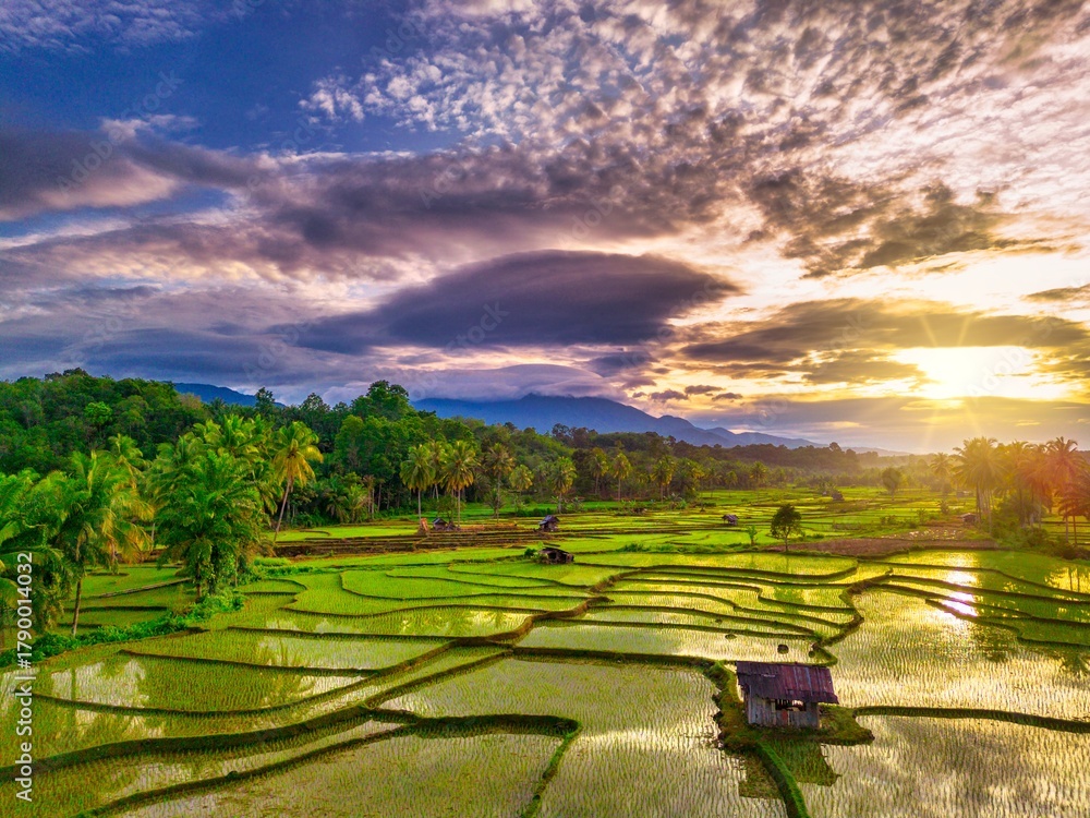 Fototapeta premium Beautiful morning view indonesia Panorama Landscape paddy fields with beauty color and sky natural light