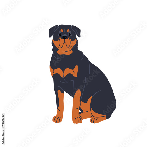 Rottweiler, working dog breed, sitting. Strong smart canine pedigree, thoroughbred with calm serious look, seated pose. Guardian pet, guard doggy. Flat vector illustration isolated on white background