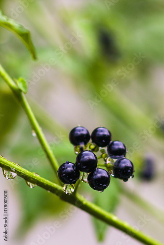 Wet berries, Lenca or Solanum nigrum, are plants that belong to the eggplant family Solanaceae.