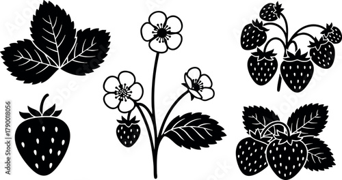 Strawberry plant vector with leaves flowers and fruit isolated on white background natural berry illustration