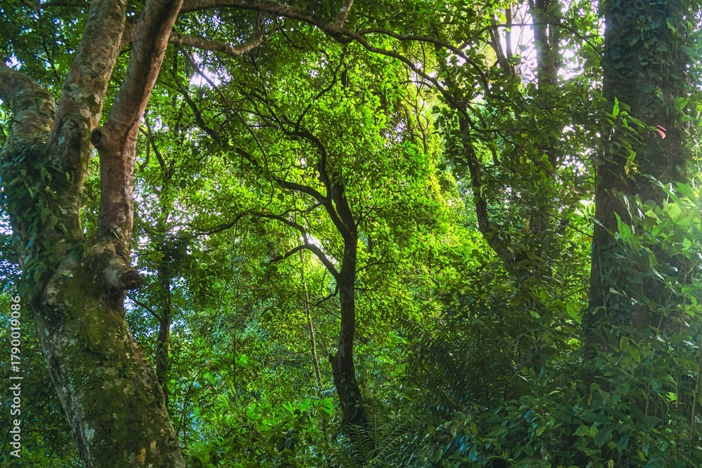 Naklejka premium Beautiful morning view indonesia Panorama Landscape paddy fields with beauty color and sky natural light