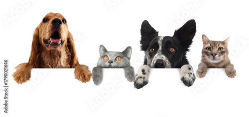 Photography Cute cats and dogs peeking out of banner with paws on it