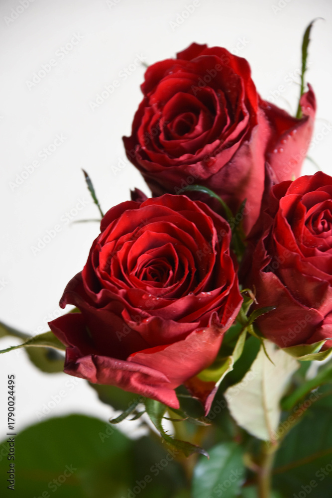 Naklejka premium 赤い薔薇