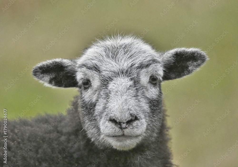 Obraz premium Close up head of a sheep.