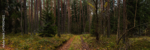 A dense mossy forest with a dirt road. Widescreen panoramic photo of a natural autumn coniferous woodland landscape. Picturesque side view in 15:5 format