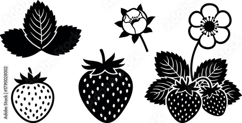 Strawberry fruit plant leaves flowers and berries vector black silhouette design illustration graphic art