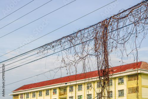 the cables are covered in wild plants with the Terrace house in the background.