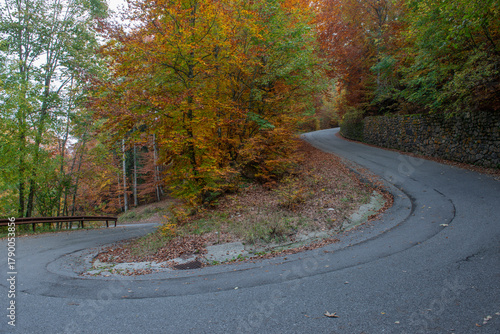 Trees with the colors of autumn