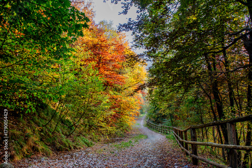 Trees with the colors of autumn