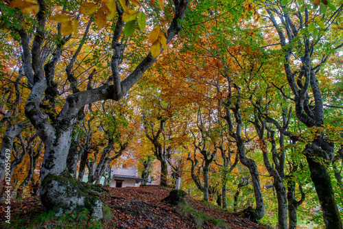 Trees with the colors of autumn