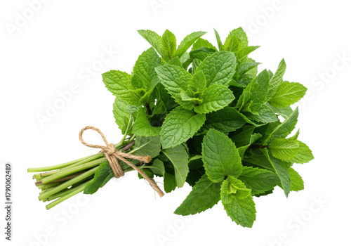 Photos Isolated sprig of fresh spearmint leaves tied with twine, perfect for culinary r