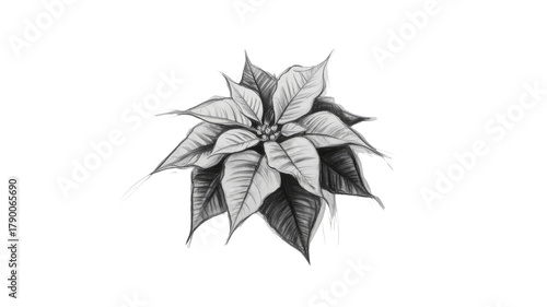 Poinsettia flower drawing on black background