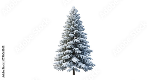 Tall evergreen pine tree covered in snow isolated on transparent background
