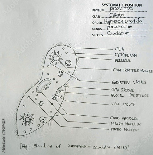 Фотография Labeled Diagram of Paramecium caudatum (Ciliate Protozoan),Paramecium caudatum Structure – Educational Science Diagram,
Paramecium Labeled Diagram for Biology Students