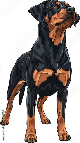 Gonczy Polski dog standing looking up curious vector illustration