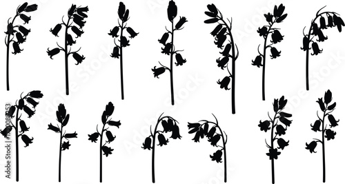 Illustration of collection of bluebell flower silhouettes for design and decoration projects and botanical illustration