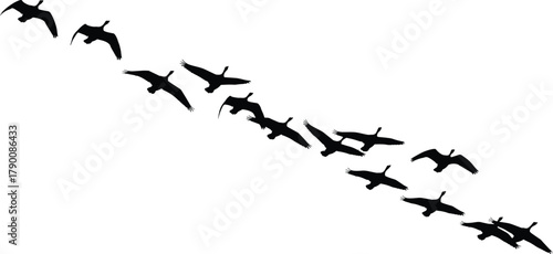 Illustration of silhouette of a flock of birds flying in formation, , creating a sense of migration and freedom in nature