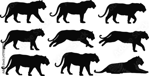 Illustration of silhouette of a tiger in various poses, depicting different actions and positions of the animal