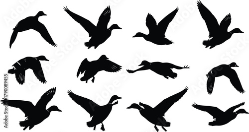 Illustration of silhouette of ducks flying in different positions, vector illustration of wild birds in flight