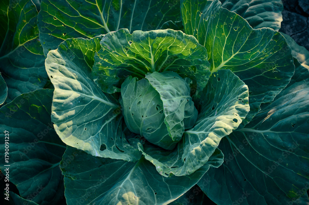 Obraz premium Organic cabbage grow in the vegetable garden.