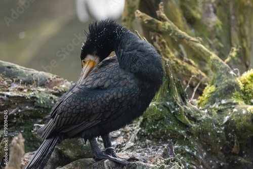 Kormoran